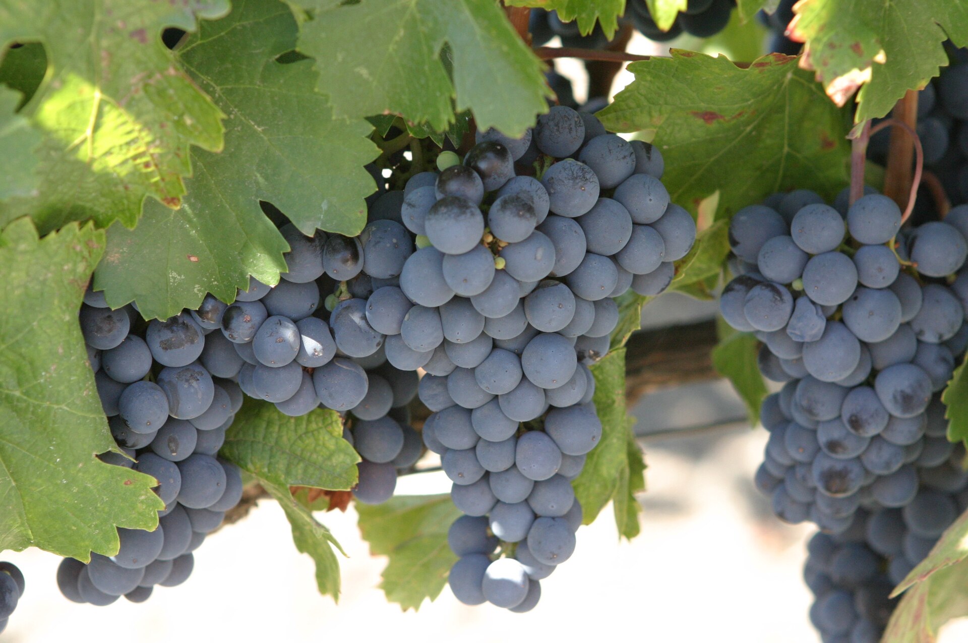 Malbec grapes on the vine
