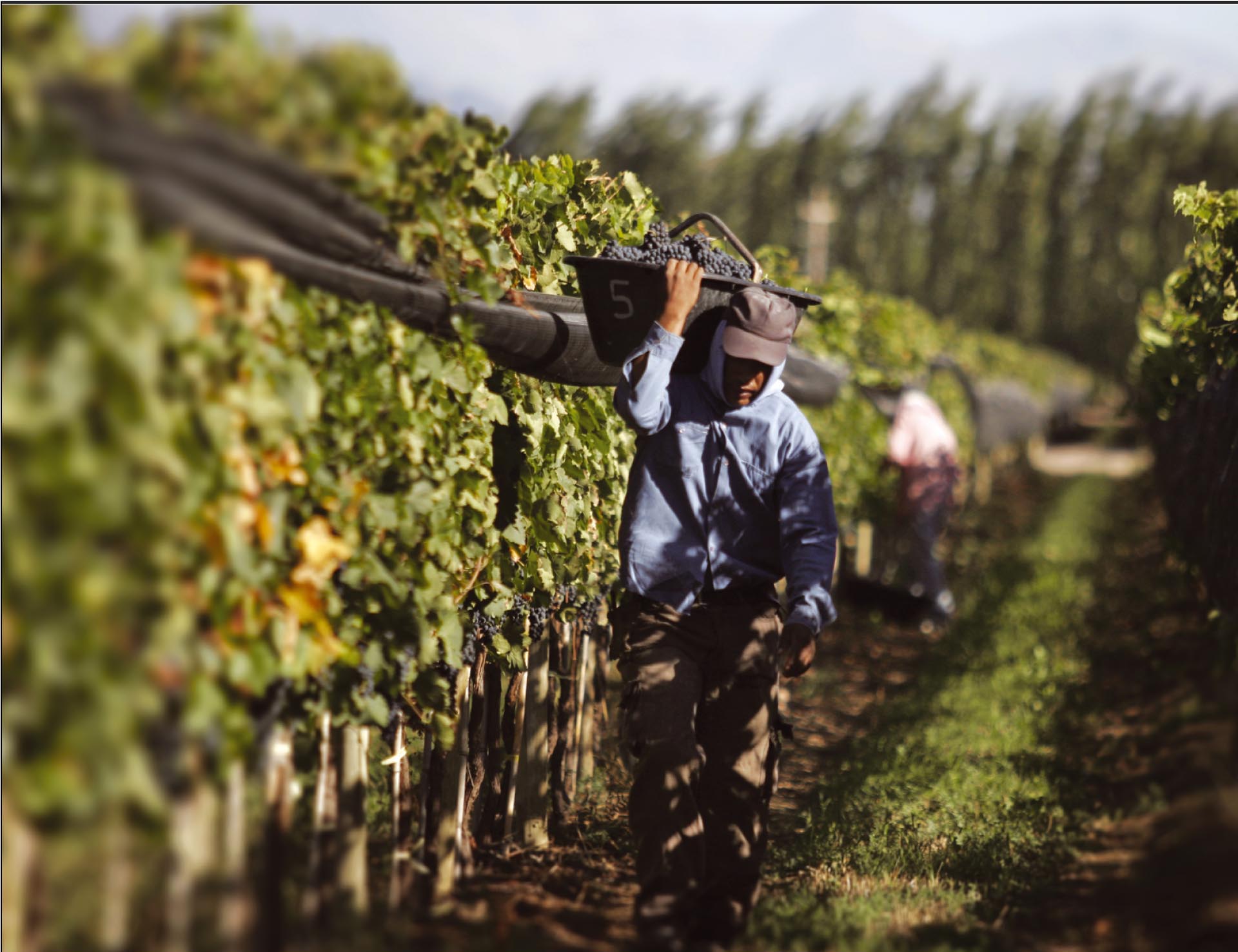 Wine & Vineyard Tours